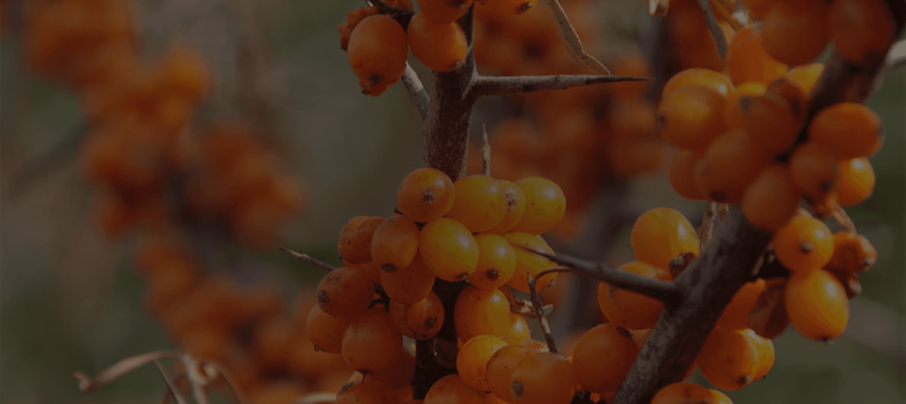 Sea Buckthorn berries - The Golden Berry of Vitality | Energyne Singapore
