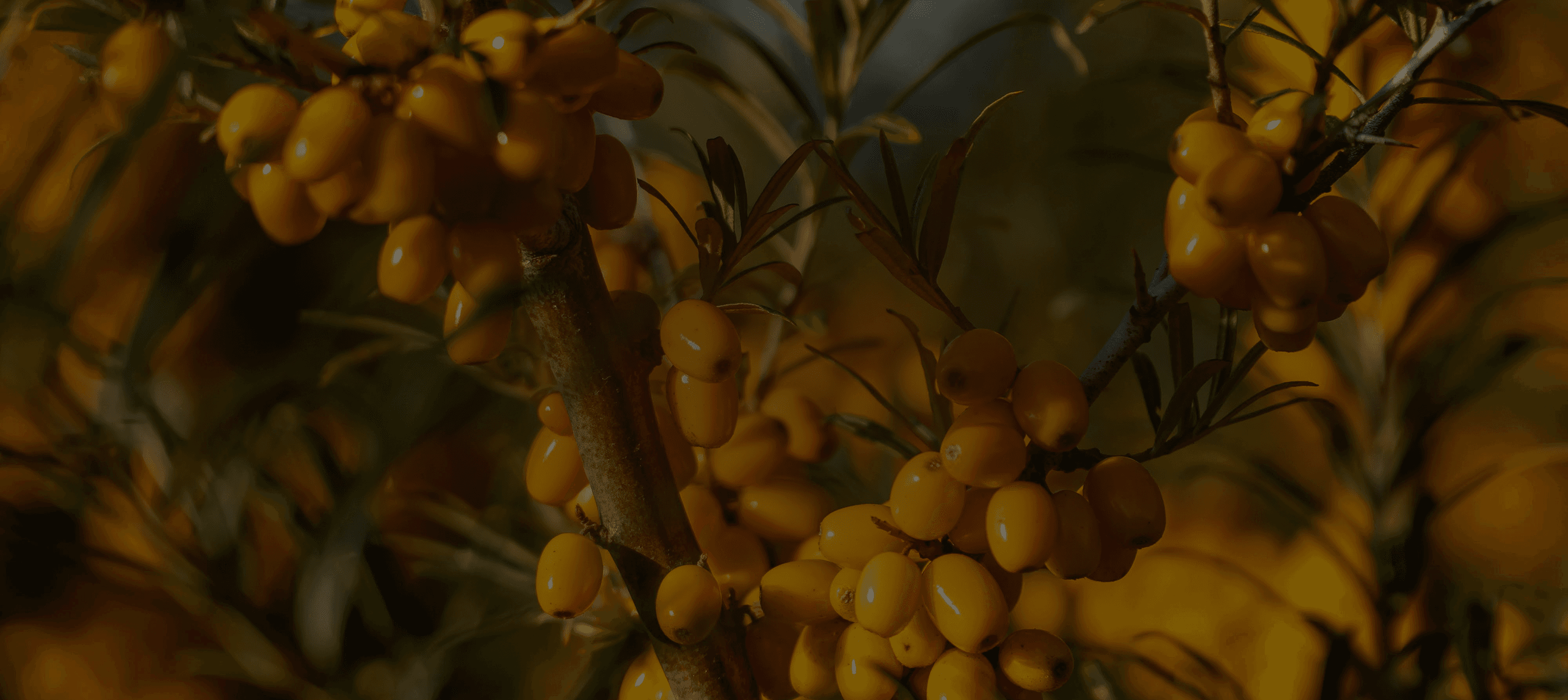 Ancient Sea Buckthorn remedy - Traditional superfruit nutrition | Energyne Singapore