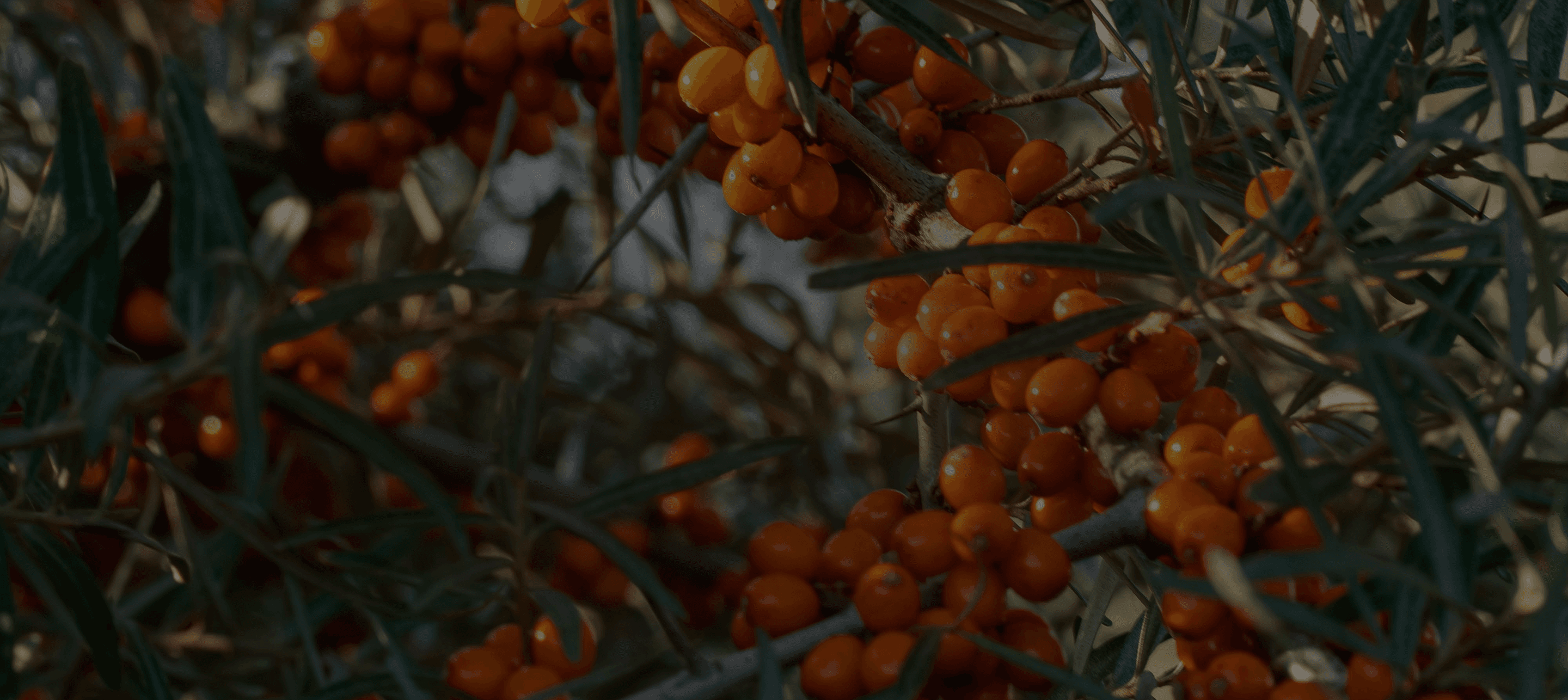 Sea Buckthorn Products Singapore - Clean convenient delicious superfruit juices | Energyne