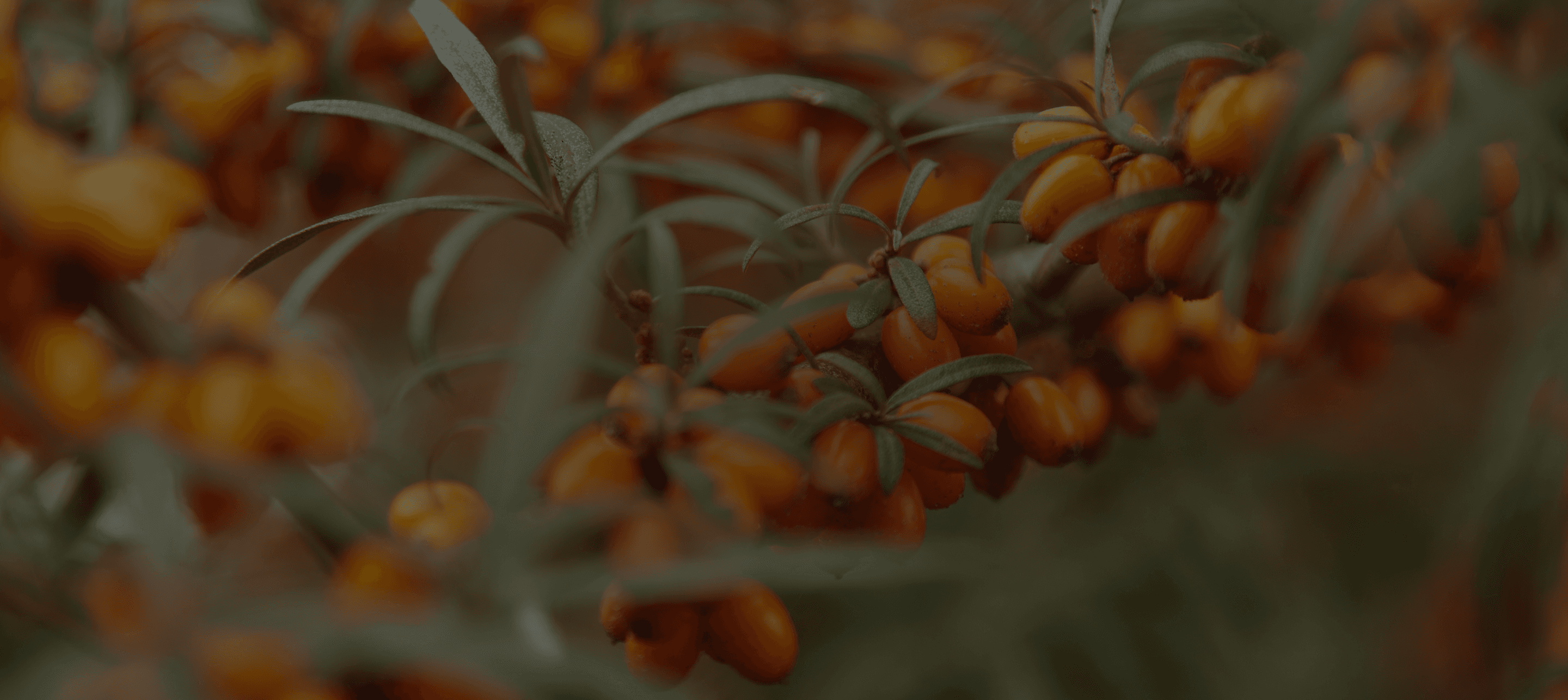 Nutrient dense Sea Buckthorn - Frozen fresh to preserve vitamins and antioxidants | Energyne Singapore