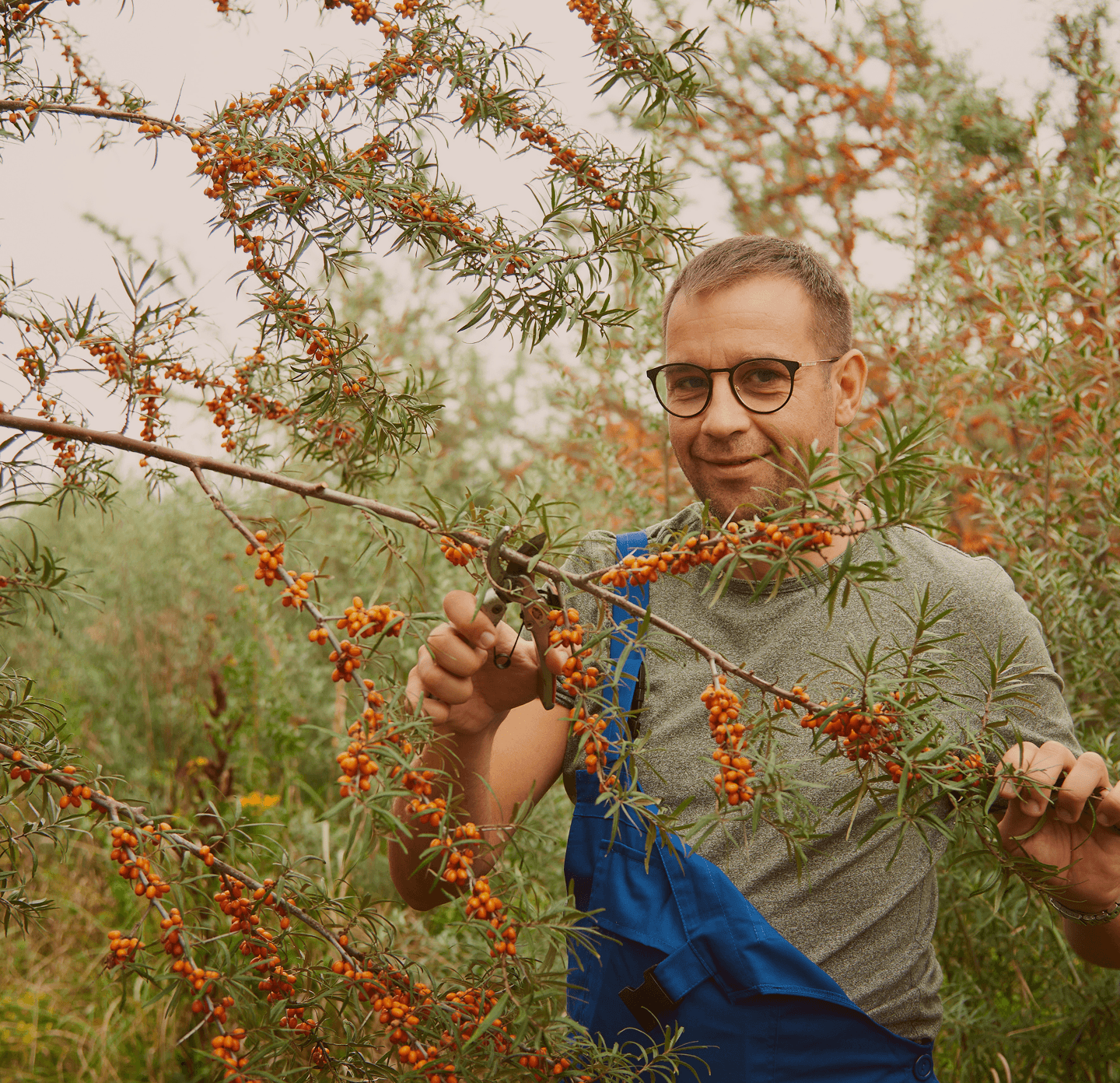 lading sea buckthorn